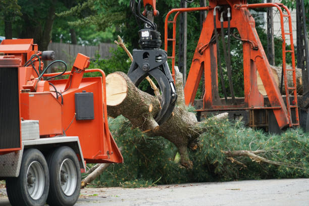 Best Seasonal Cleanup (Spring/Fall)  in West Melbourne, FL